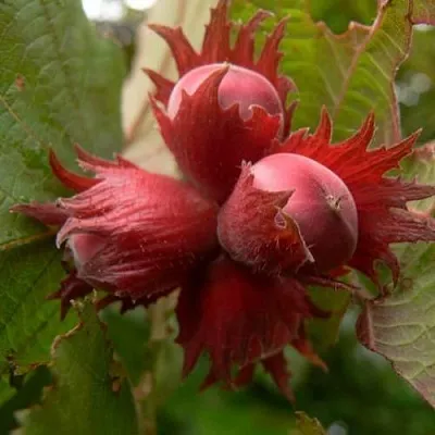 Фундук МОСКОВСКИЙ РУБИН в Уфе