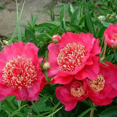 Пион БАРРИНГТОН БЕЛЬ травянистый  Пион БАРРИНГТОН БЕЛЬ травянистый в Уфе