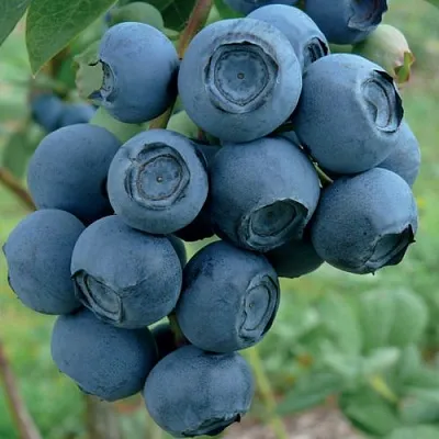 Голубика РУБЕЛ в Уфе