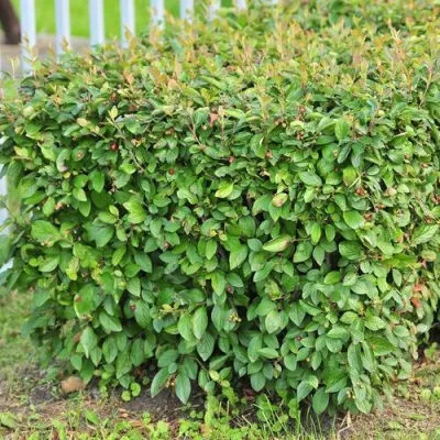 Кизильник блестящий — описание сорта Кизильник блестящий в Уфе