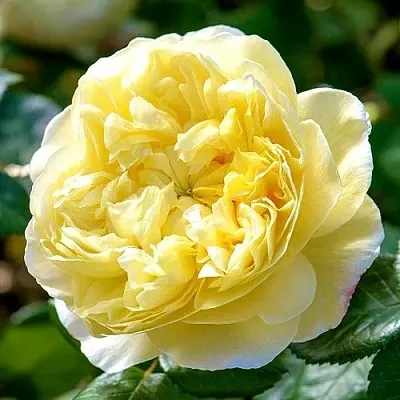 Саженцы роз ЧАРЛЬЗ ДАРВИН английская  Саженцы роз ЧАРЛЬЗ ДАРВИН английская в Уфе