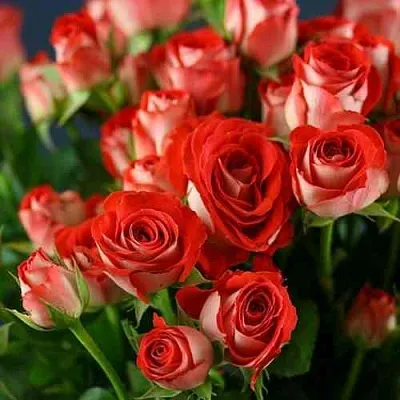 Саженцы роз ЗОДИАК спрей  Саженцы роз ЗОДИАК спрей в Уфе