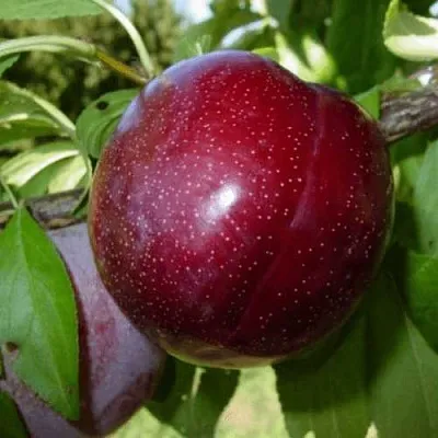 ШАРАФУГА  ШАРАФУГА в Уфе