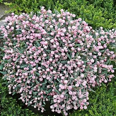 Андромеда БЛЮ АЙС многолистная  Андромеда БЛЮ АЙС многолистная в Уфе