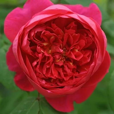 Саженцы роз БЕНДЖАМИН БРИТТЕН шраб  Саженцы роз БЕНДЖАМИН БРИТТЕН шраб в Уфе