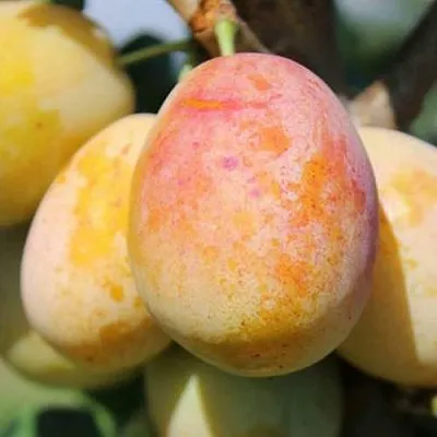 АПРИМИРА  АПРИМИРА в Уфе