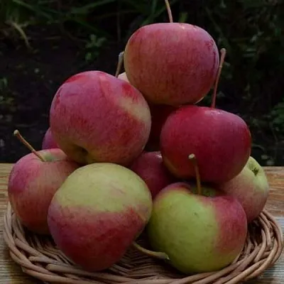 Яблоня РОДНИКОВАЯ  Яблоня РОДНИКОВАЯ в Уфе