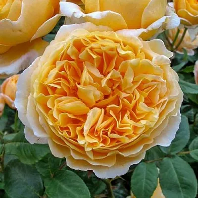 Саженцы роз БЕАТРИС английская  Саженцы роз БЕАТРИС английская в Уфе