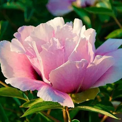 Пион ВРАТА ХРАМА древовидный   Пион ВРАТА ХРАМА древовидный  в Уфе