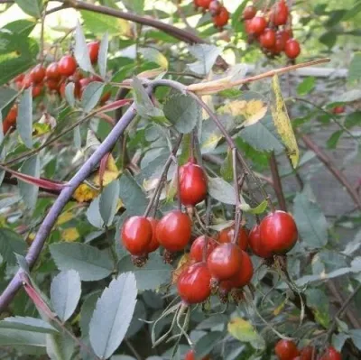 Саженцы роз сизая — описание сорта Саженцы роз сизая в Уфе