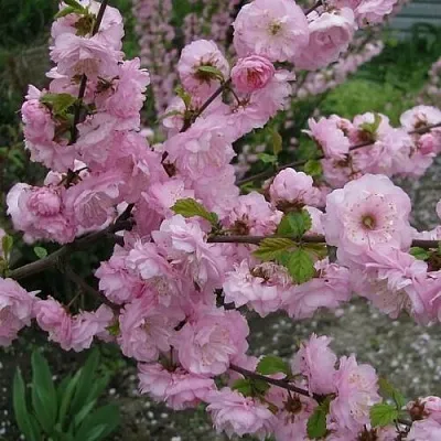 Миндаль ТРЁХЛОПАСТНЫЙ (луизеания) в Уфе