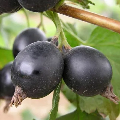 ЙОШТА  ЙОШТА в Уфе