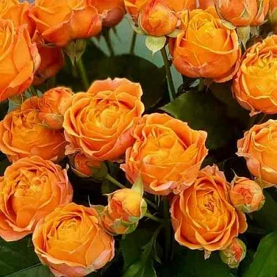 Саженцы роз КОРАЛ БАБЛС спрей  Саженцы роз КОРАЛ БАБЛС спрей в Уфе