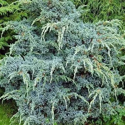 Можжевельник БЛЮ АЛЬПС китайский  Можжевельник БЛЮ АЛЬПС китайский в Уфе