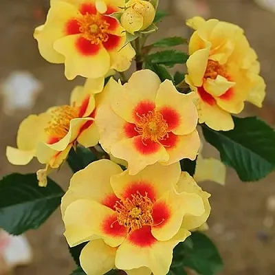 Саженцы роз АЙ ОФ ЗЕ ТАЙГЕР флорибунда  Саженцы роз АЙ ОФ ЗЕ ТАЙГЕР флорибунда в Уфе