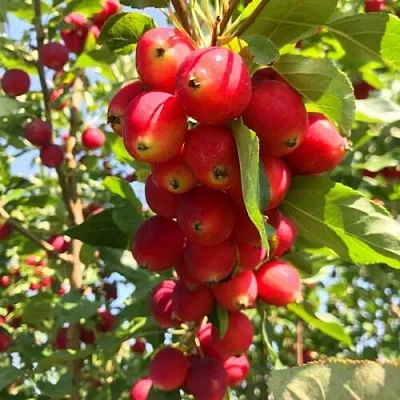 Яблоня КИТАЙКА ДОЛГО декоративная в Уфе