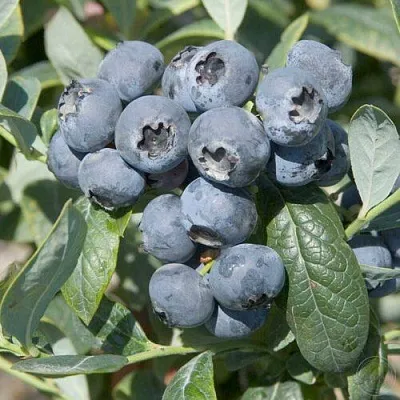 Голубика БРИГИТТА  Голубика БРИГИТТА в Уфе