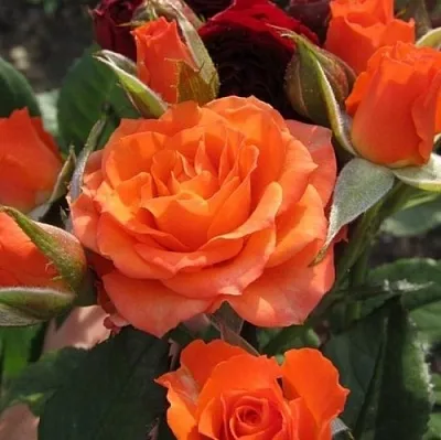 Саженцы роз АЛЕГРИЯ спрей  Саженцы роз АЛЕГРИЯ спрей в Уфе