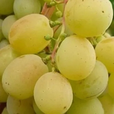 Виноград ТАЛИСМАН в Уфе