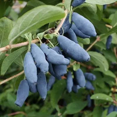 Жимолость съедобная ТОМИ японская  Жимолость съедобная ТОМИ японская в Уфе