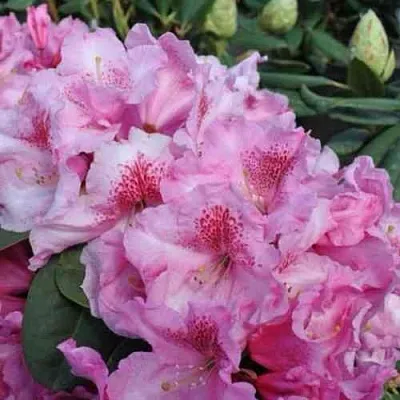 Рододендрон КЛАУДИУС в Уфе