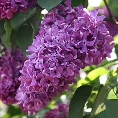 Сирень КАПИТАН ГАСТЕЛЛО  Сирень КАПИТАН ГАСТЕЛЛО в Уфе