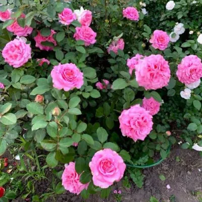 Саженцы роз ЭШЛИ чайно-гибридная — описание сорта Саженцы роз ЭШЛИ чайно-гибридная в Уфе