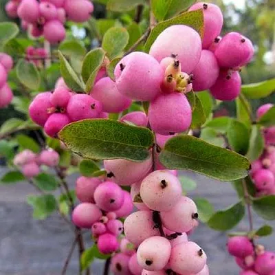 Снежноягодник ФИЕСТА БЕРРИ доренбоза  Снежноягодник ФИЕСТА БЕРРИ доренбоза в Уфе