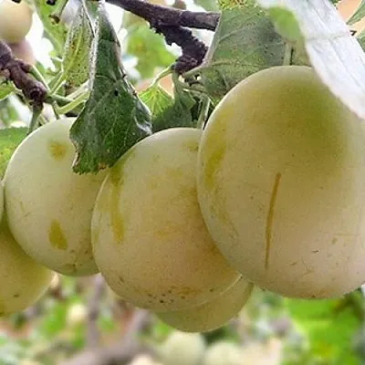 Слива УТРО  Слива УТРО в Уфе