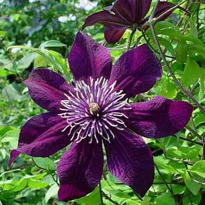 Клематис ПАНТЕР в Уфе