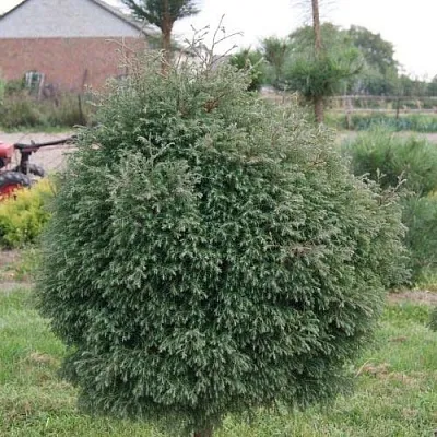 Туя вересковидная в Уфе