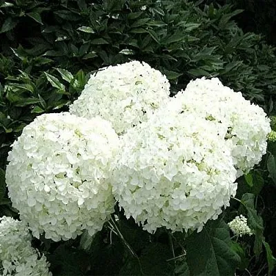 Гортензия АННАБЕЛЬ древовидная  Гортензия АННАБЕЛЬ древовидная в Уфе