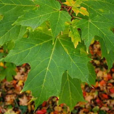 Клен сахарный  Клен сахарный в Уфе