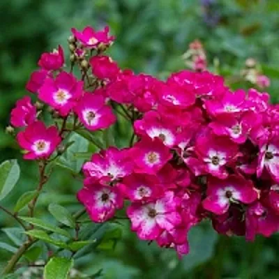 Саженцы роз МАРДЖОРИ ФЕЙР полиантовая  Саженцы роз МАРДЖОРИ ФЕЙР полиантовая в Уфе