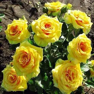 Саженцы роз САН СИТИ спрей  Саженцы роз САН СИТИ спрей в Уфе