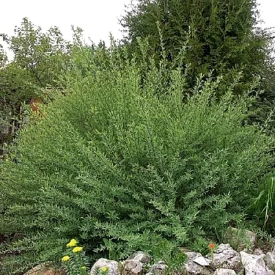 Ива НАНА  пурпурная   Ива НАНА  пурпурная  в Уфе