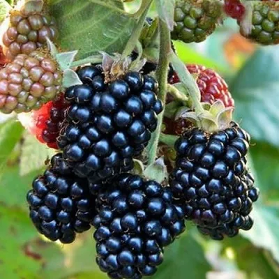 Ежевика ОУАЧИТА бесшипная — описание сорта Ежевика ОУАЧИТА бесшипная в Уфе