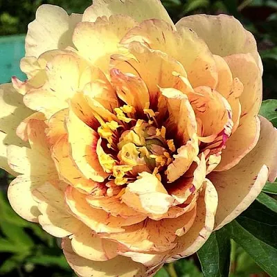 Пионы ИТО-гибриды в Уфе