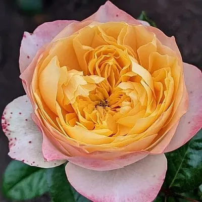 Саженцы роз ГОЛДЕН ВУВУЗЕЛА чайно-гибридная  Саженцы роз ГОЛДЕН ВУВУЗЕЛА чайно-гибридная в Уфе