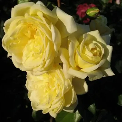 Саженцы роз КАЗИНО плетистая  Саженцы роз КАЗИНО плетистая в Уфе