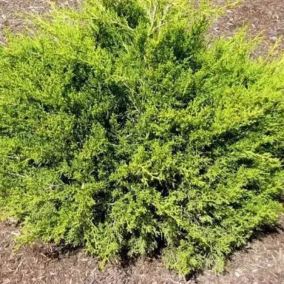 Можжевельник ИЗАБЕЛИН китайский  Можжевельник ИЗАБЕЛИН китайский в Уфе