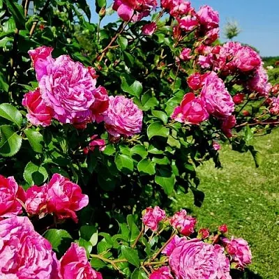 Саженцы роз ИНЕС САСТР плетистая  Саженцы роз ИНЕС САСТР плетистая в Уфе