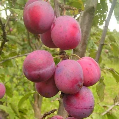 Слива ЭДИНБУРГСКАЯ  Слива ЭДИНБУРГСКАЯ в Уфе