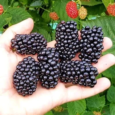 Ежевика ОУАЧИТА бесшипная — описание сорта Ежевика ОУАЧИТА бесшипная в Уфе