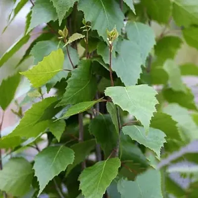 Береза ФАСТИГИАТА повислая   Береза ФАСТИГИАТА повислая  в Уфе