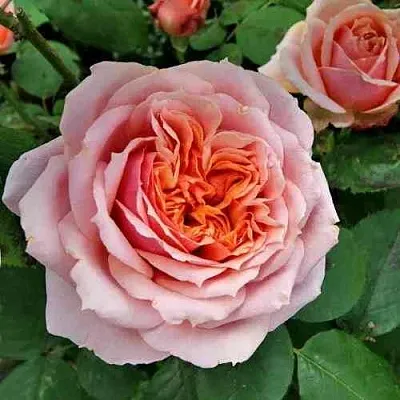 Саженцы роз ПОЛЬ БОКЮЗ шраб  Саженцы роз ПОЛЬ БОКЮЗ шраб в Уфе