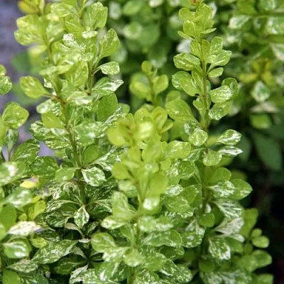 Барбарис ПАУ ВАУ тунберга в Уфе