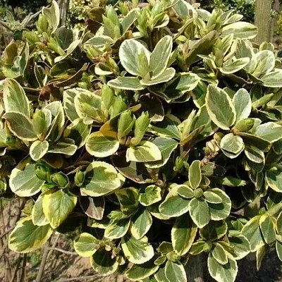 Бересклет КАНАДЕЙЛ ГОЛД   Бересклет КАНАДЕЙЛ ГОЛД  в Уфе