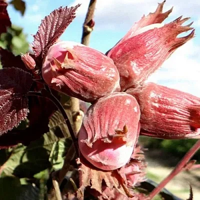 Фундук АЛЫЙ ПАРУС в Уфе