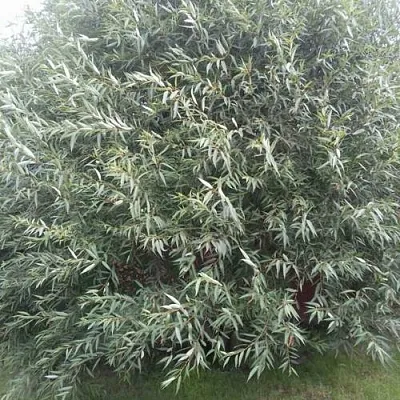 Ива СЕРЕБРИСТАЯ  Ива СЕРЕБРИСТАЯ в Уфе